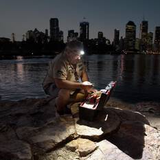 155 LUMEN SLIMLINE LED HEAD TORCH, , scaau_hi-res