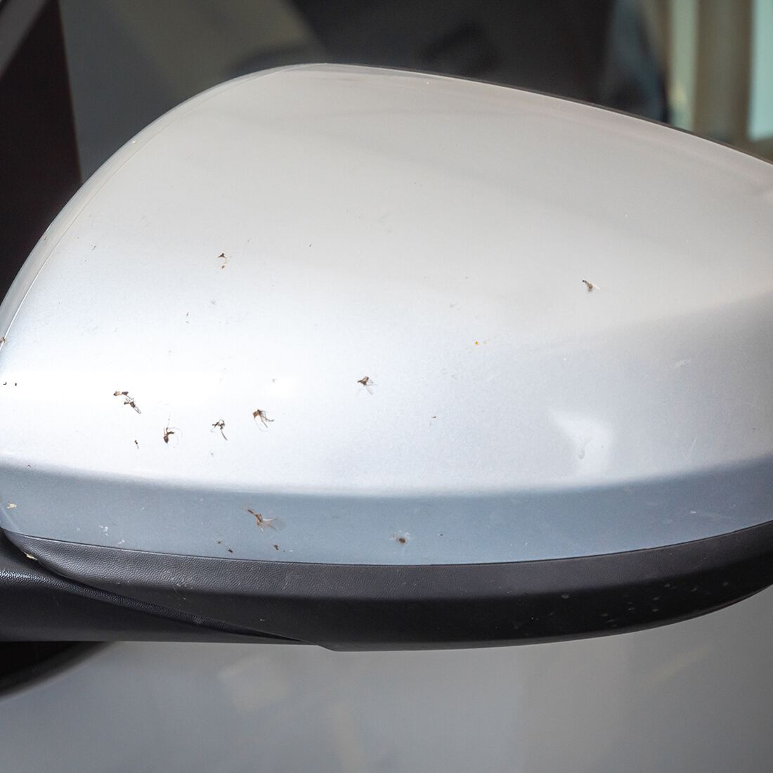 Autoglym Active Insect Remover 500mL, , scaau_hi-res