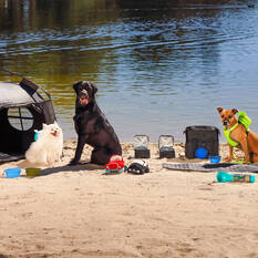 Pop Up Pet Tent, , scaau_hi-res