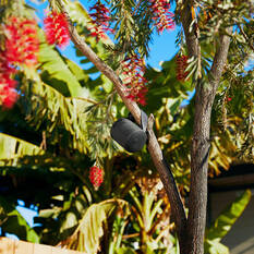 Sony Compact Bluetooth Speaker Black SRSXB100B, , scaau_hi-res