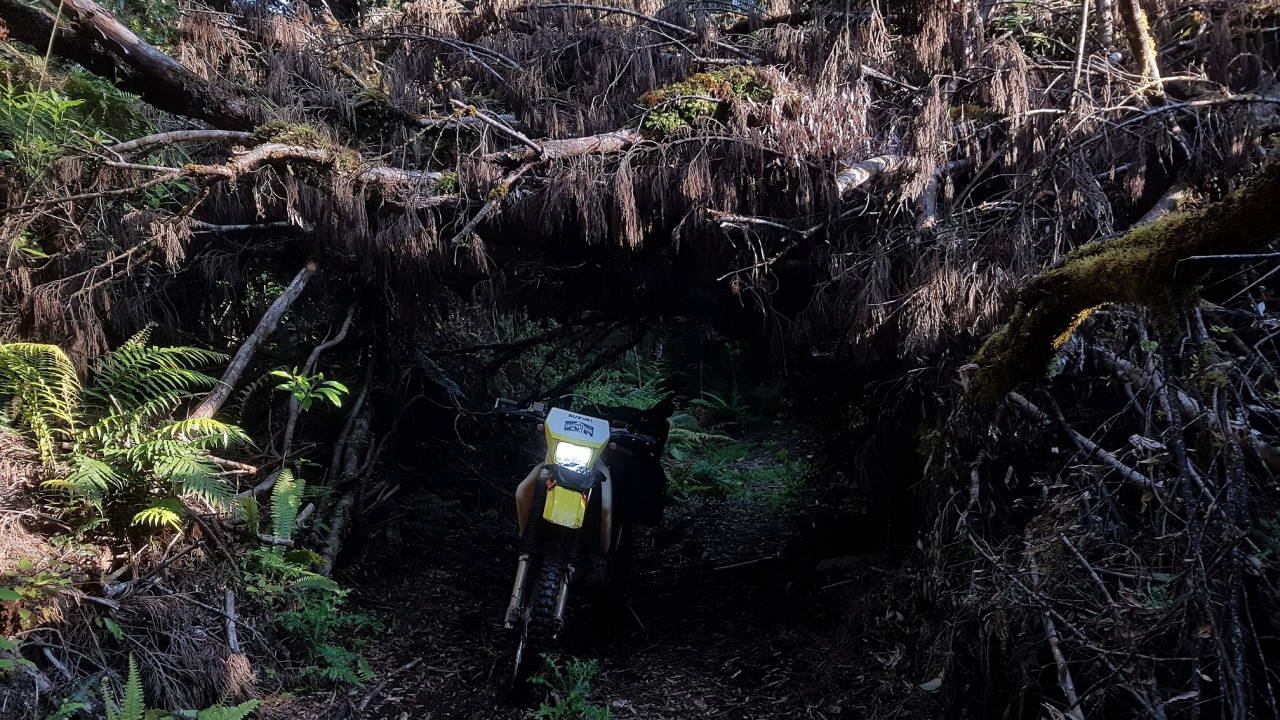 2001 Suzuki DR-Z400E - In the bush