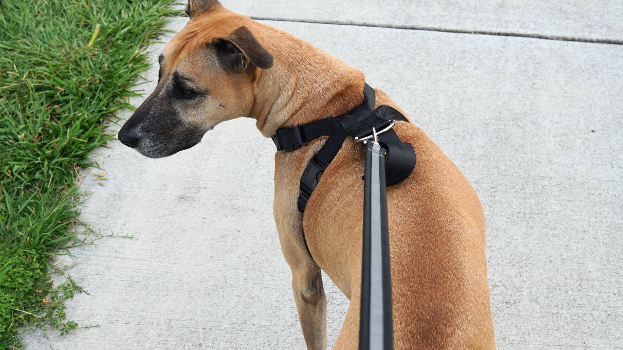 pet barrier supercheap auto