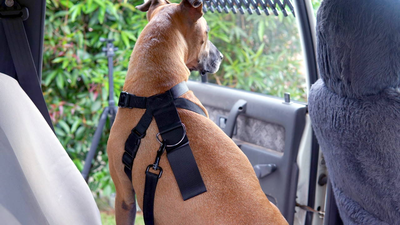 pet barrier supercheap auto